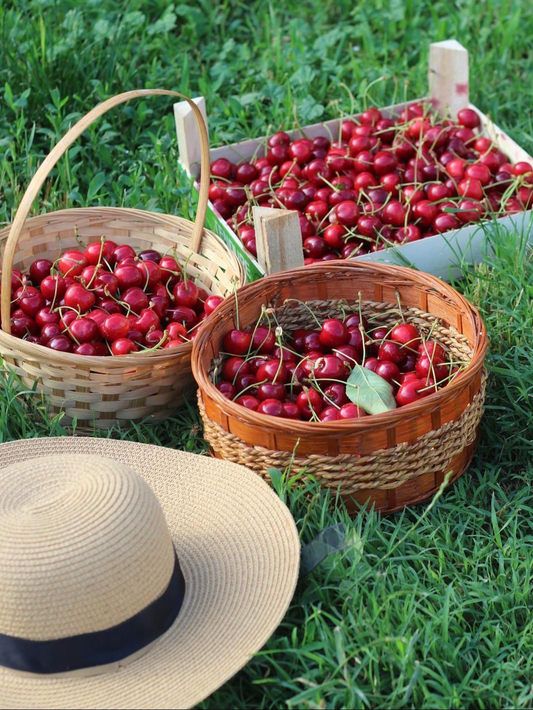 🍒 خرید باغ گیلاس؛ راهنمای جامع سرمایه‌گذاری و نکات کلیدی