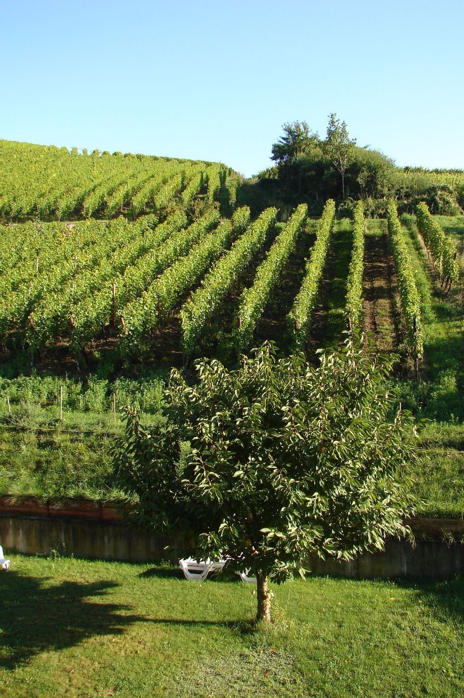 خرید باغ لاهیجان با چک بدون بهره