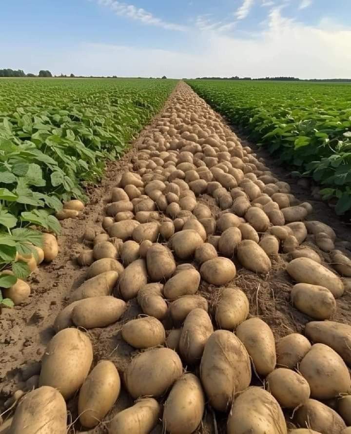 خرید زمین کشاورزی در مازندران