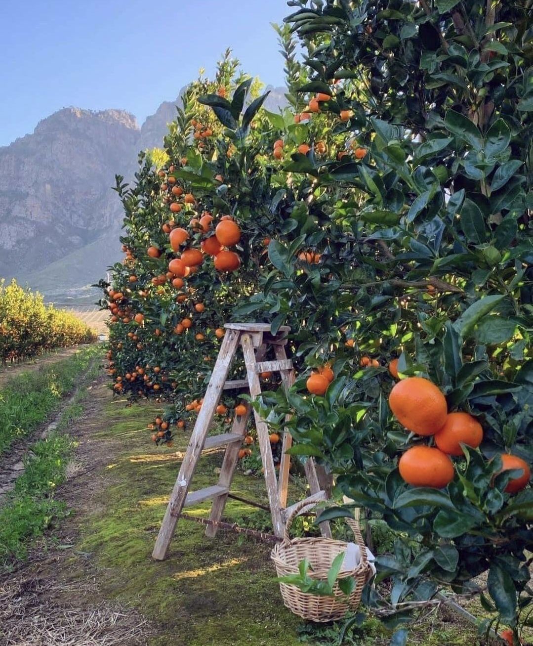 خرید باغ نظرآباد با شرایط اقساطی