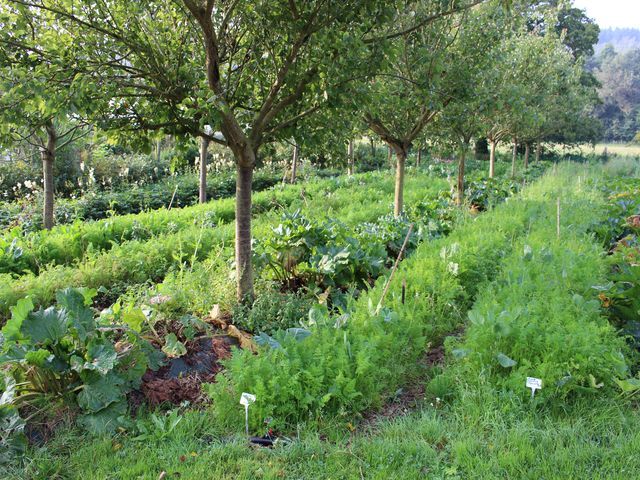 خرید باغ در فومن: راهنمای جامع برای خرید باغ در یکی از زیباترین مناطق شمال ایران