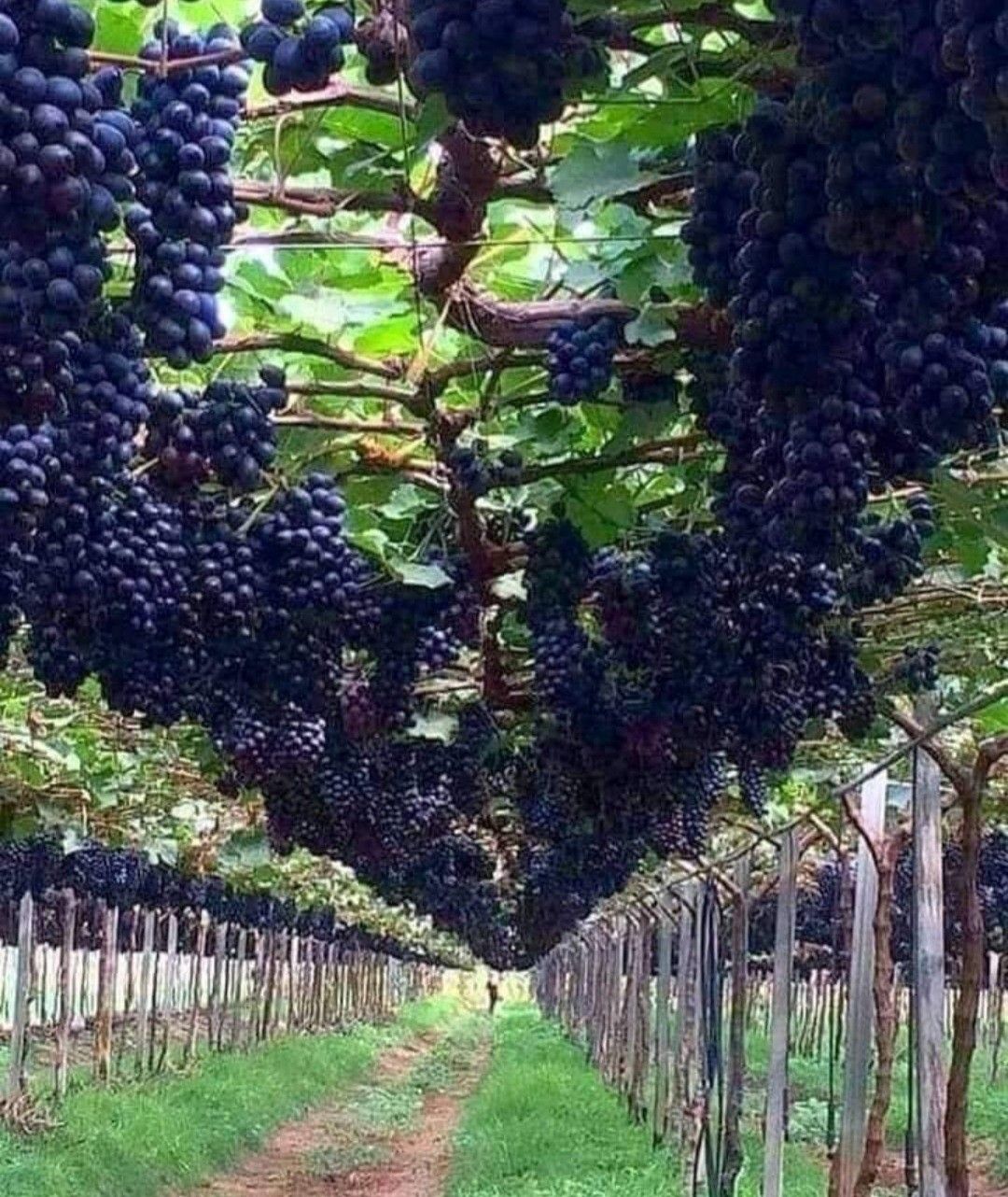 خرید باغ لاکچری با شرایط اقساطی