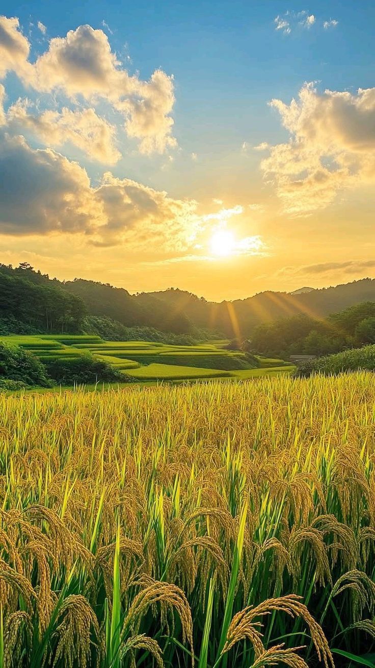 راهنمای کامل خرید زمین کشاورزی در بویین زهرا