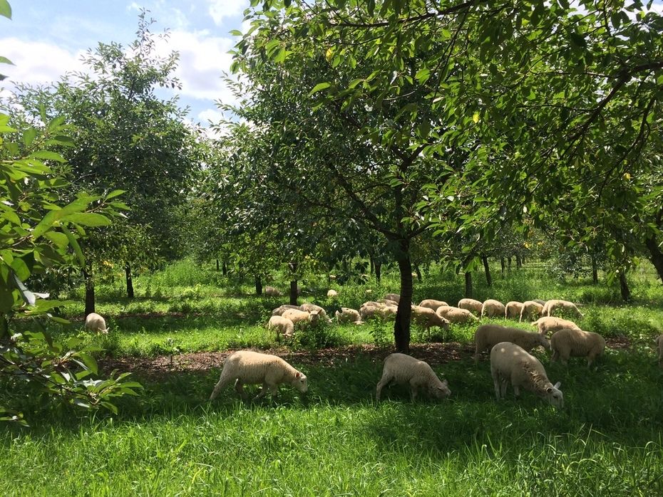 خرید باغ طالقان با شرایط اقساطی