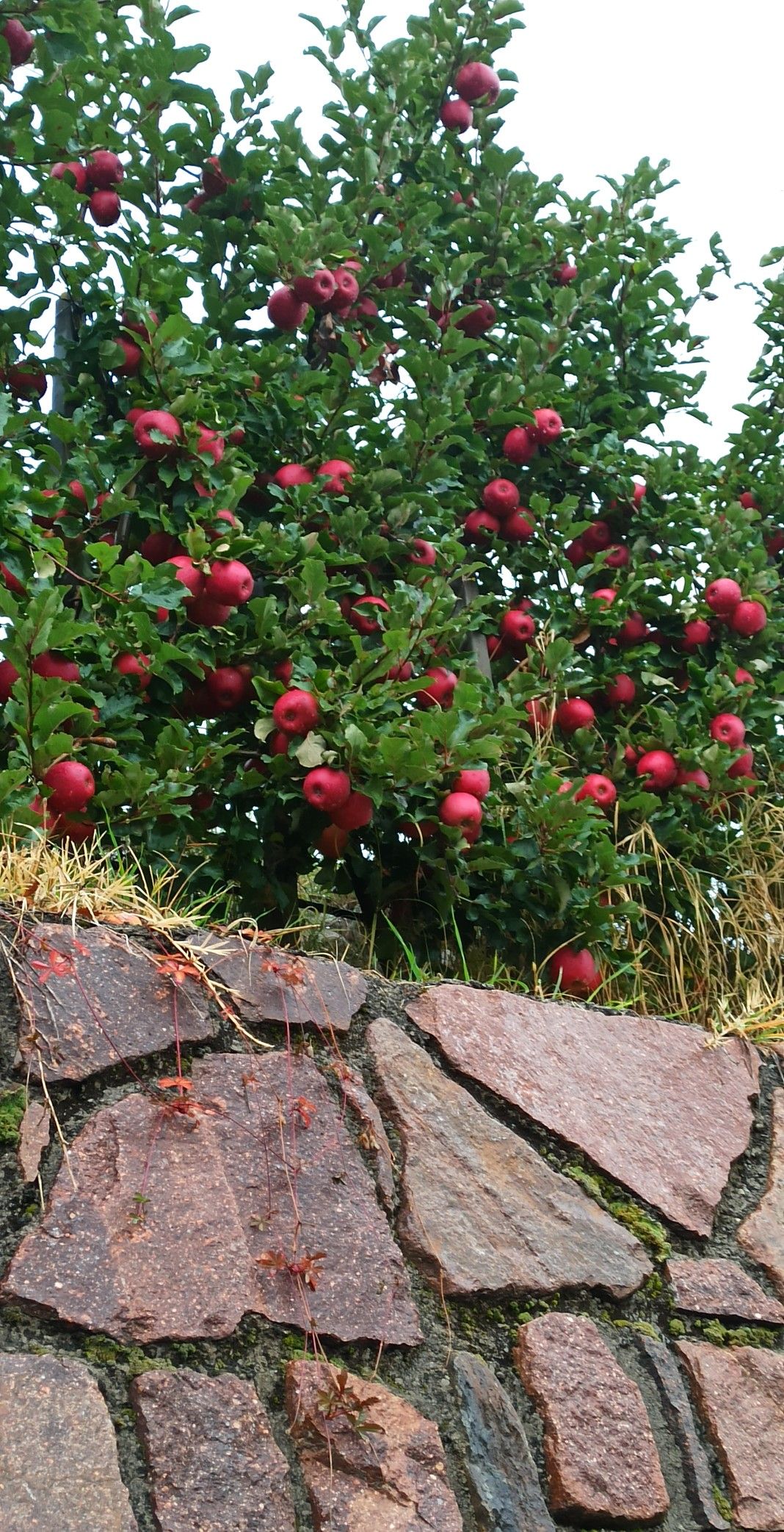 خرید باغ در صوفیان با شرایط اقساطی