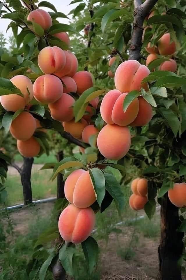 خرید باغ لاهیجان با چک بدون بهره