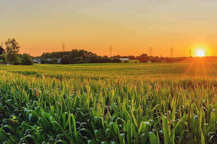 خرید زمین کشاورزی در کرج با قیمت مناسب و بررسی نکات حقوقی