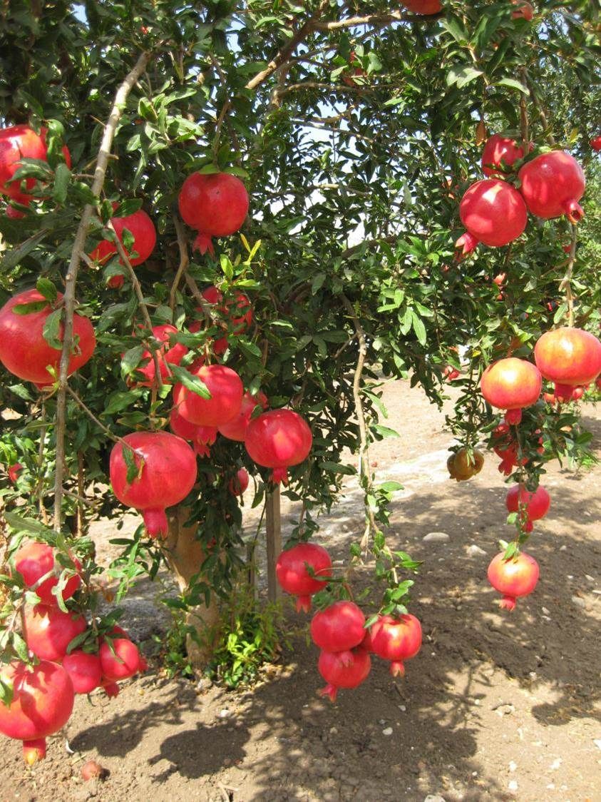 خرید باغ کیلان با چک بدون بهره