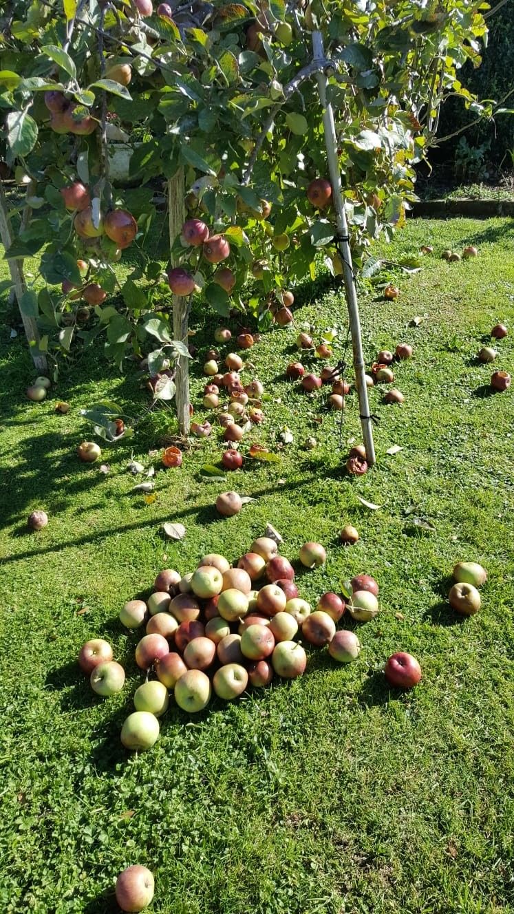 خرید باغ در صوفیان با شرایط اقساطی