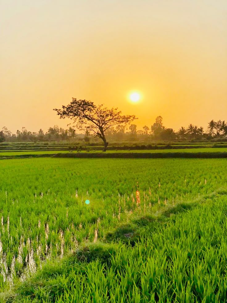 راهنمای کامل خرید زمین کشاورزی در بویین زهرا