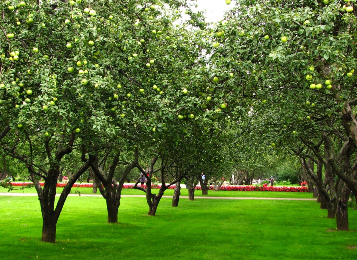 خرید باغ لاکچری با شرایط اقساطی