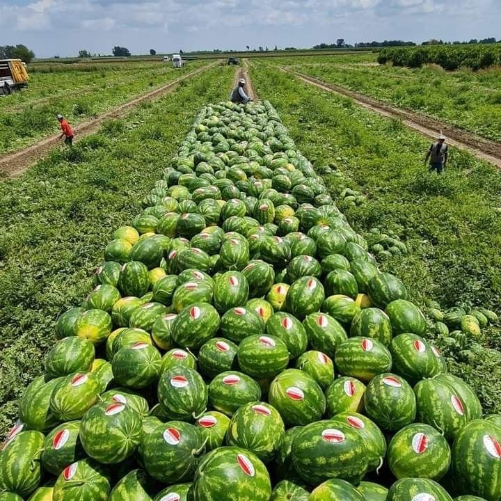 خرید باغ نظرآباد با شرایط اقساطی