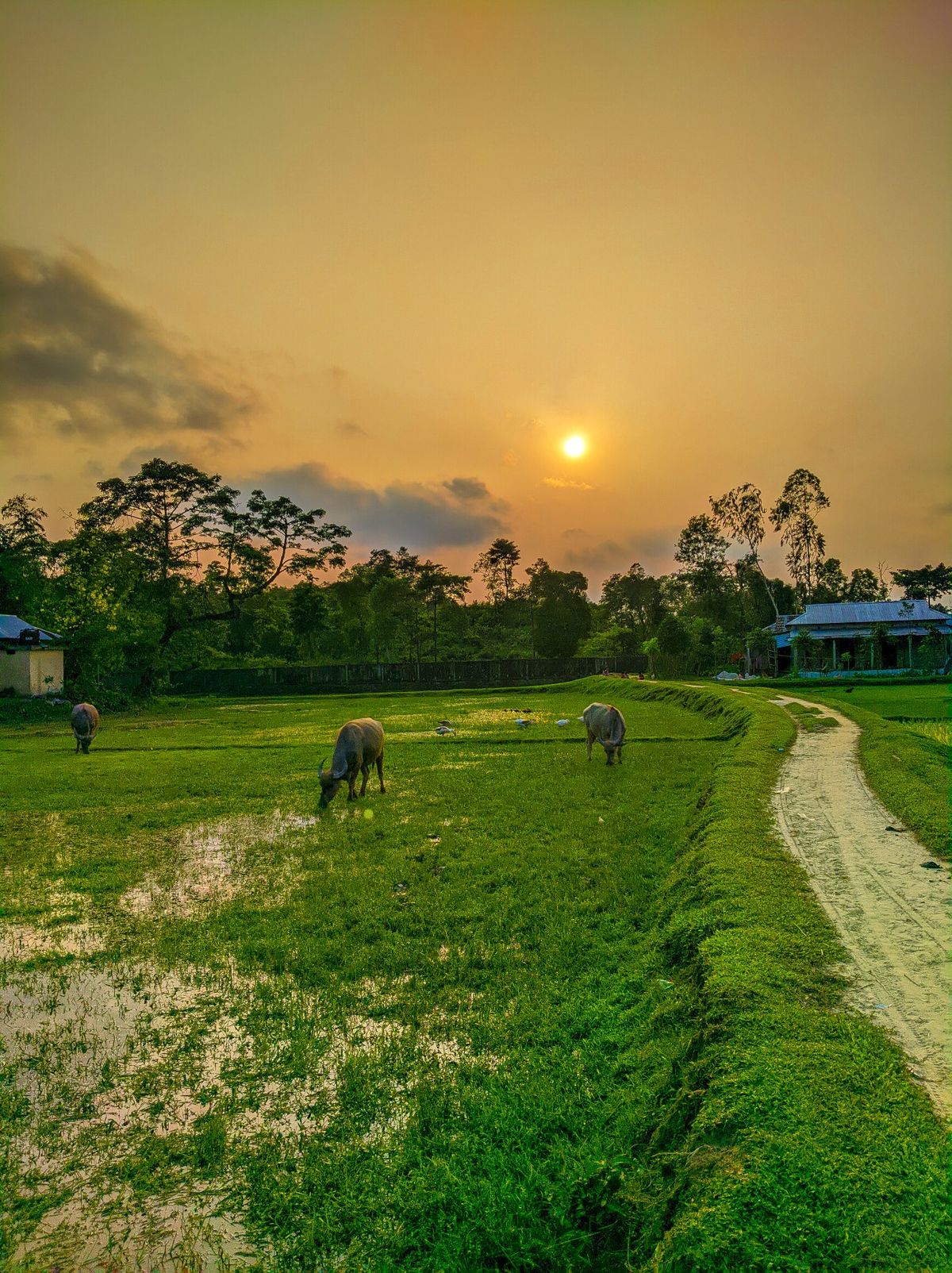 راهنمای کامل خرید زمین کشاورزی در بویین زهرا
