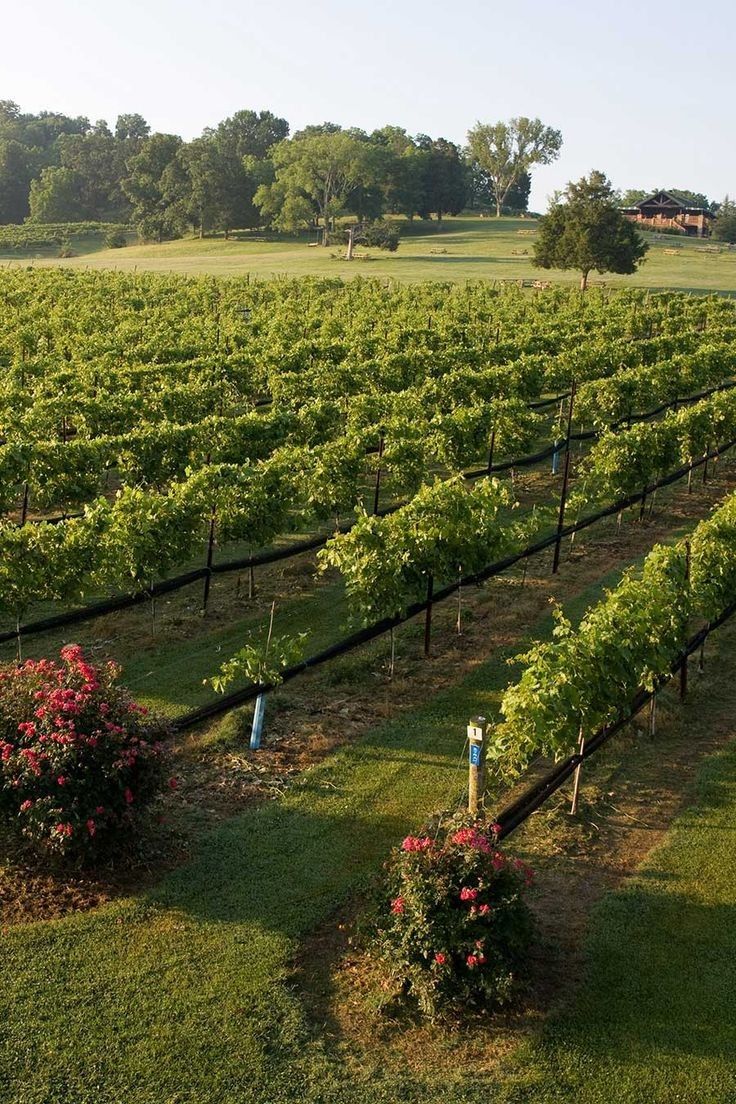 خرید باغ لم اباد با چک بدون بهره