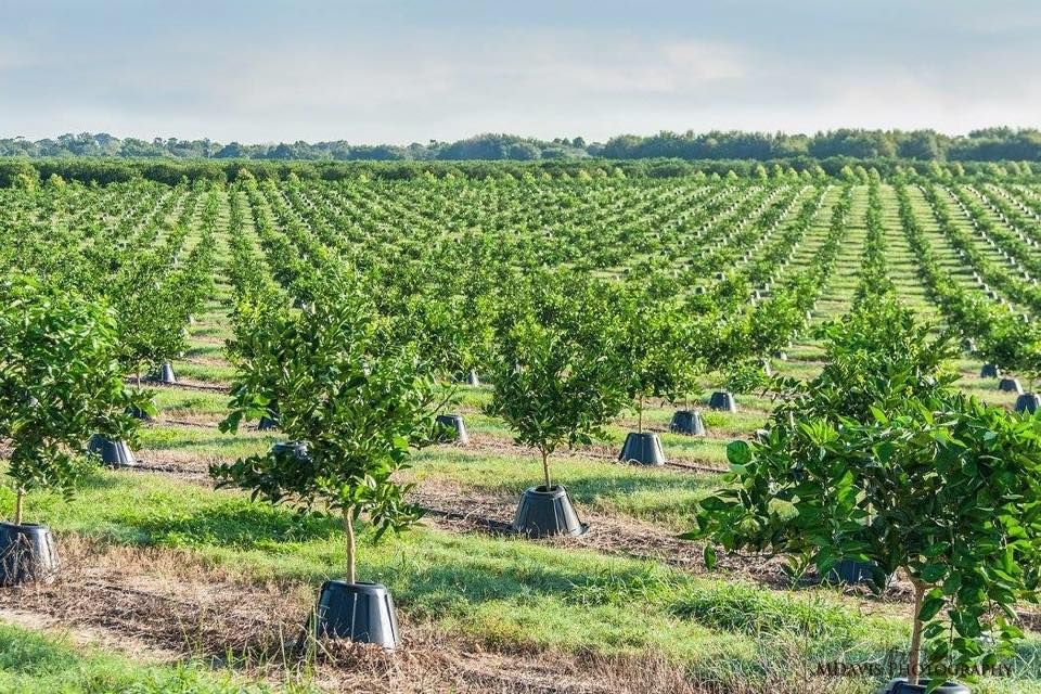 خرید باغ طالقان با شرایط اقساطی