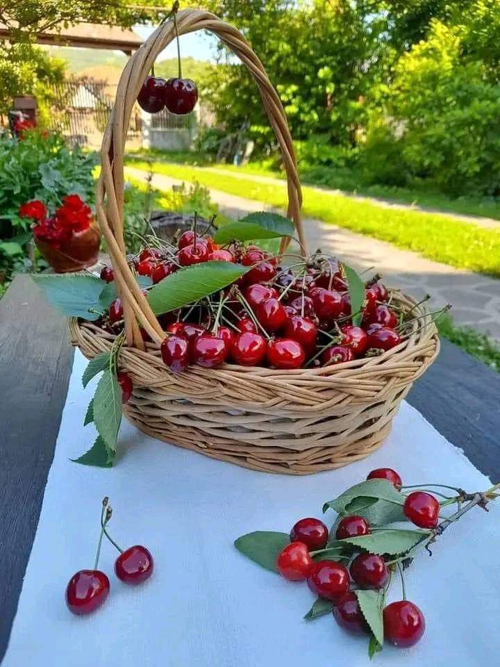 🍒 خرید باغ گیلاس؛ راهنمای جامع سرمایه‌گذاری و نکات کلیدی