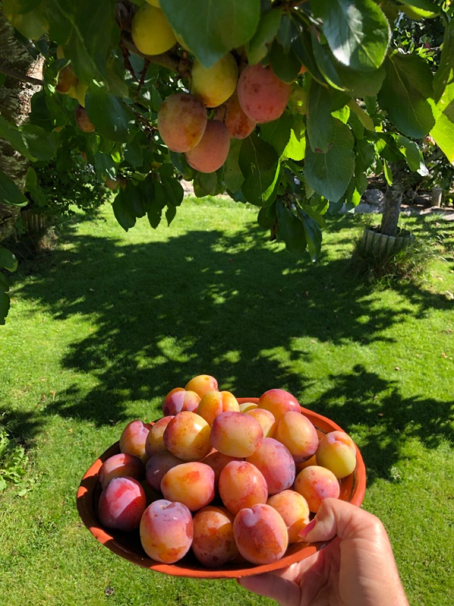 خرید باغ لواسان با چک بدون بهره