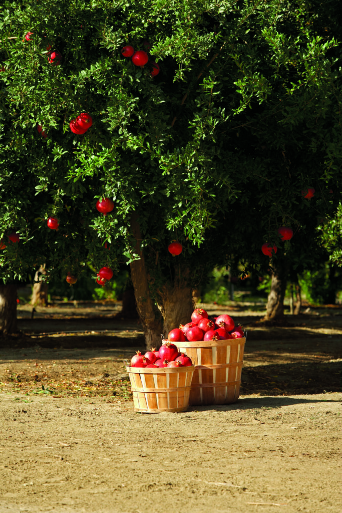 خرید باغ کیلان با چک بدون بهره
