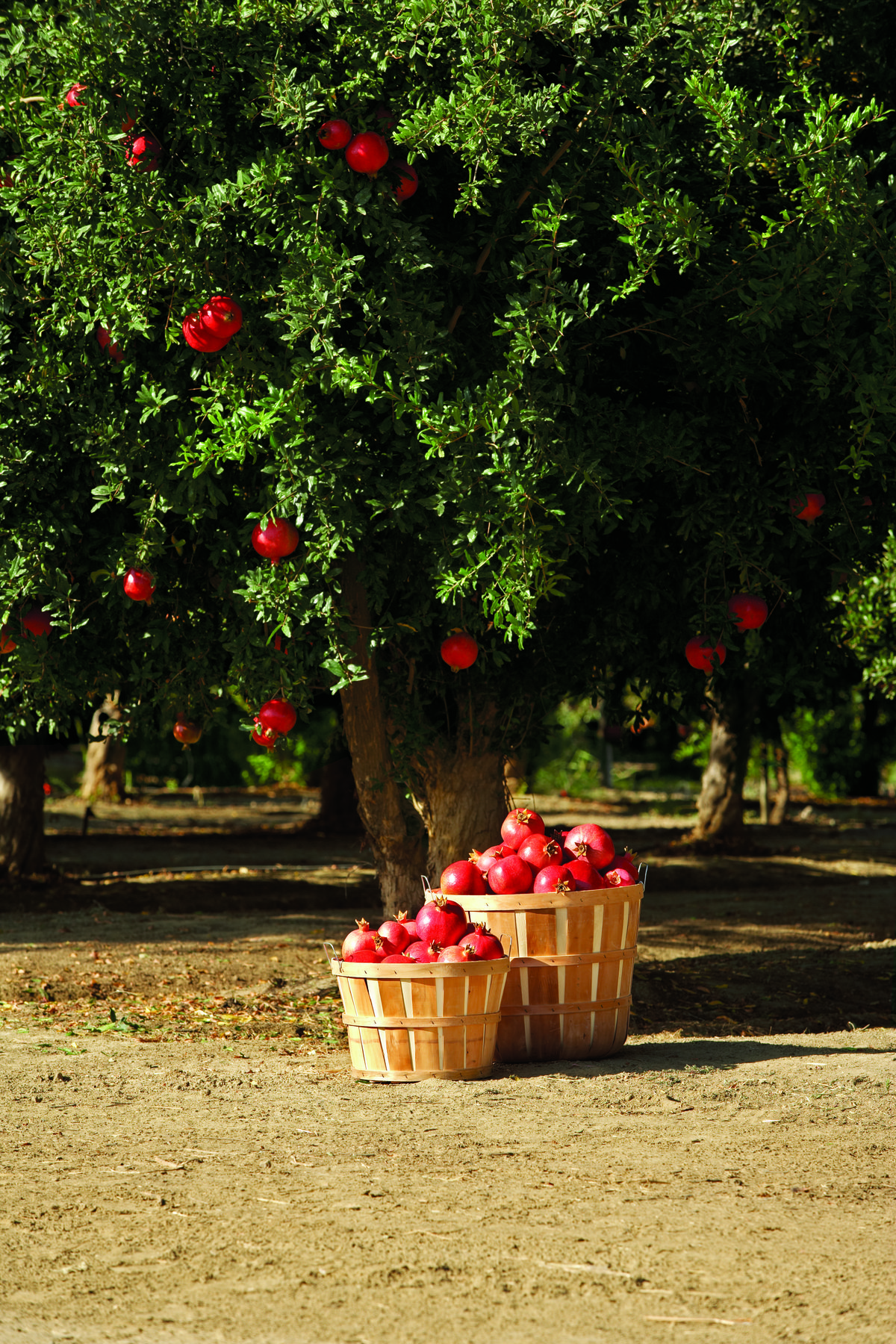 خرید باغ کیلان با چک بدون بهره