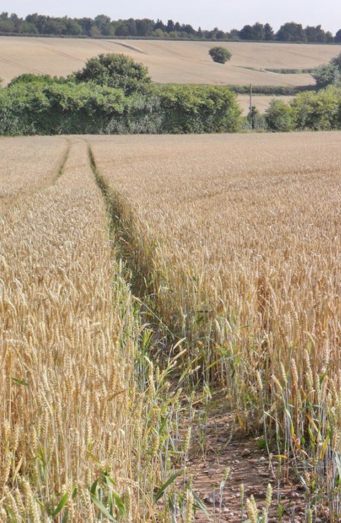 خرید زمین کشاورزی شهریار با سند رسمی و قیمت مناسب