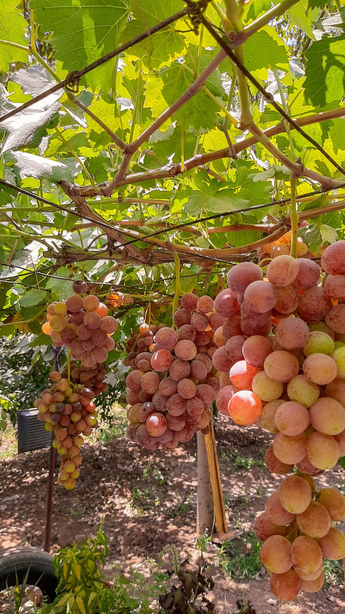 خرید باغ نهاوند با شرایط اقساطی