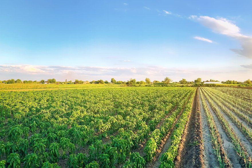 نکات مهم و کلیدی در خرید زمین زراعی در ایران