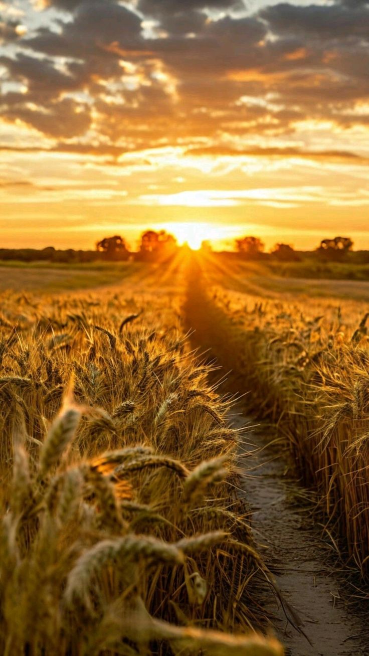 مزایا و معایب خرید زمین کشاورزی در تهران