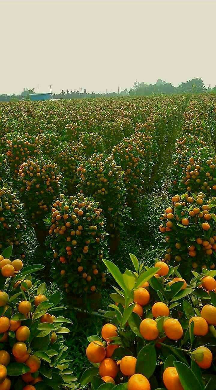 خرید باغ ملارد با شرایط اقساطی