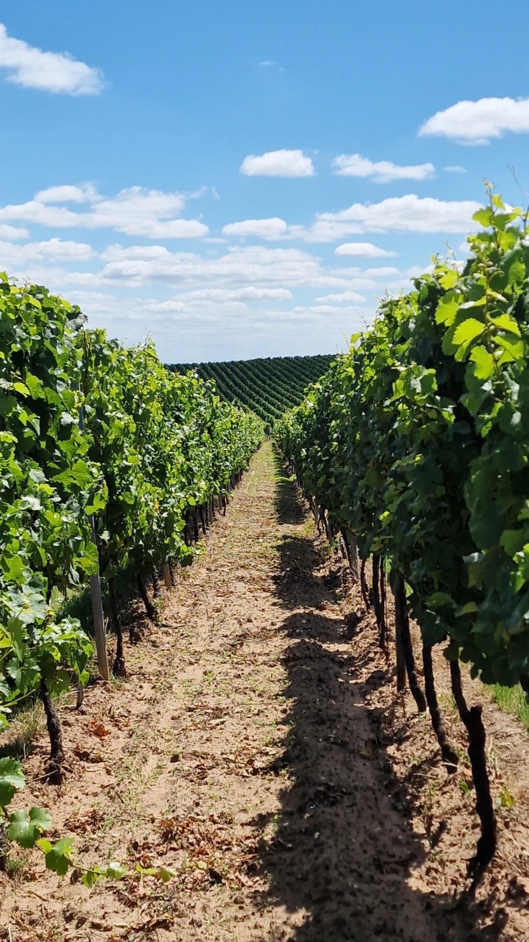 خرید باغ در صومعه سرا با شرایط اقساطی