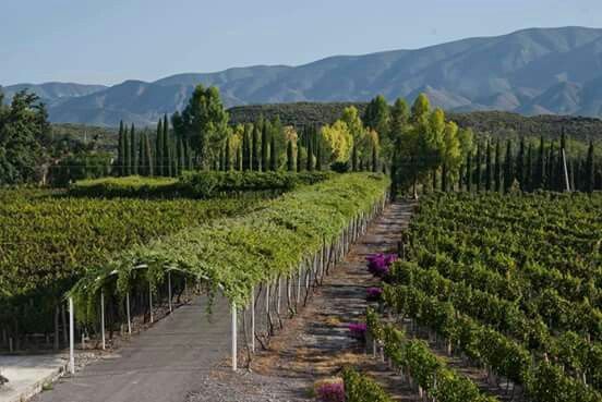 خرید باغ در صومعه سرا با شرایط اقساطی