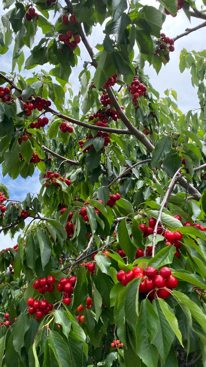 خرید باغ لواسان با چک بدون بهره