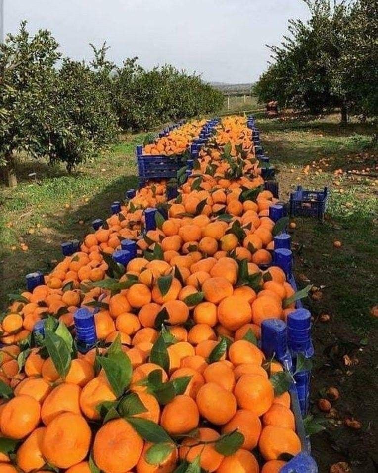 خرید باغ هشتگرد با شرایط اقساطی