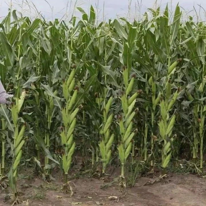 خرید باغ در صومعه سرا با شرایط اقساطی