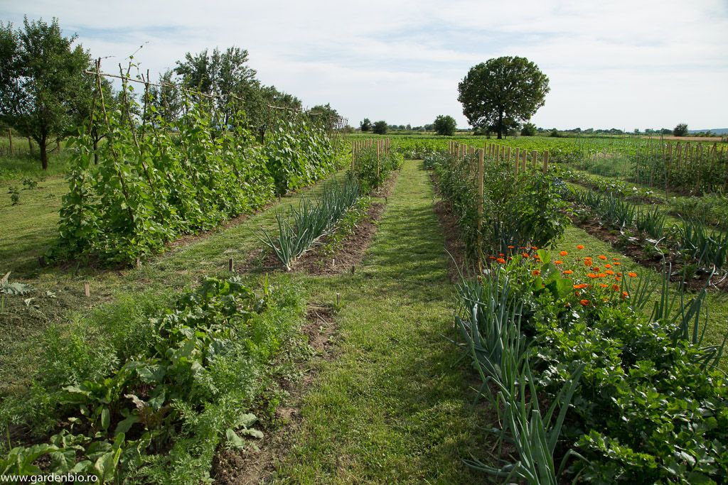 خرید باغ در غرب تهران: بررسی قیمت‌ها، مزایا و نکات کلیدی
