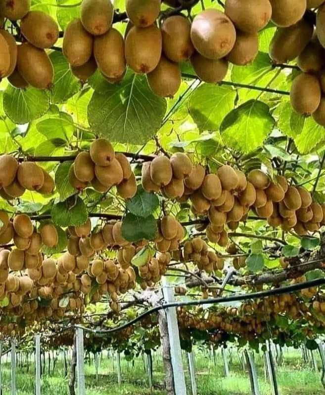 خرید باغ هکتاری با شرایط اقساطی