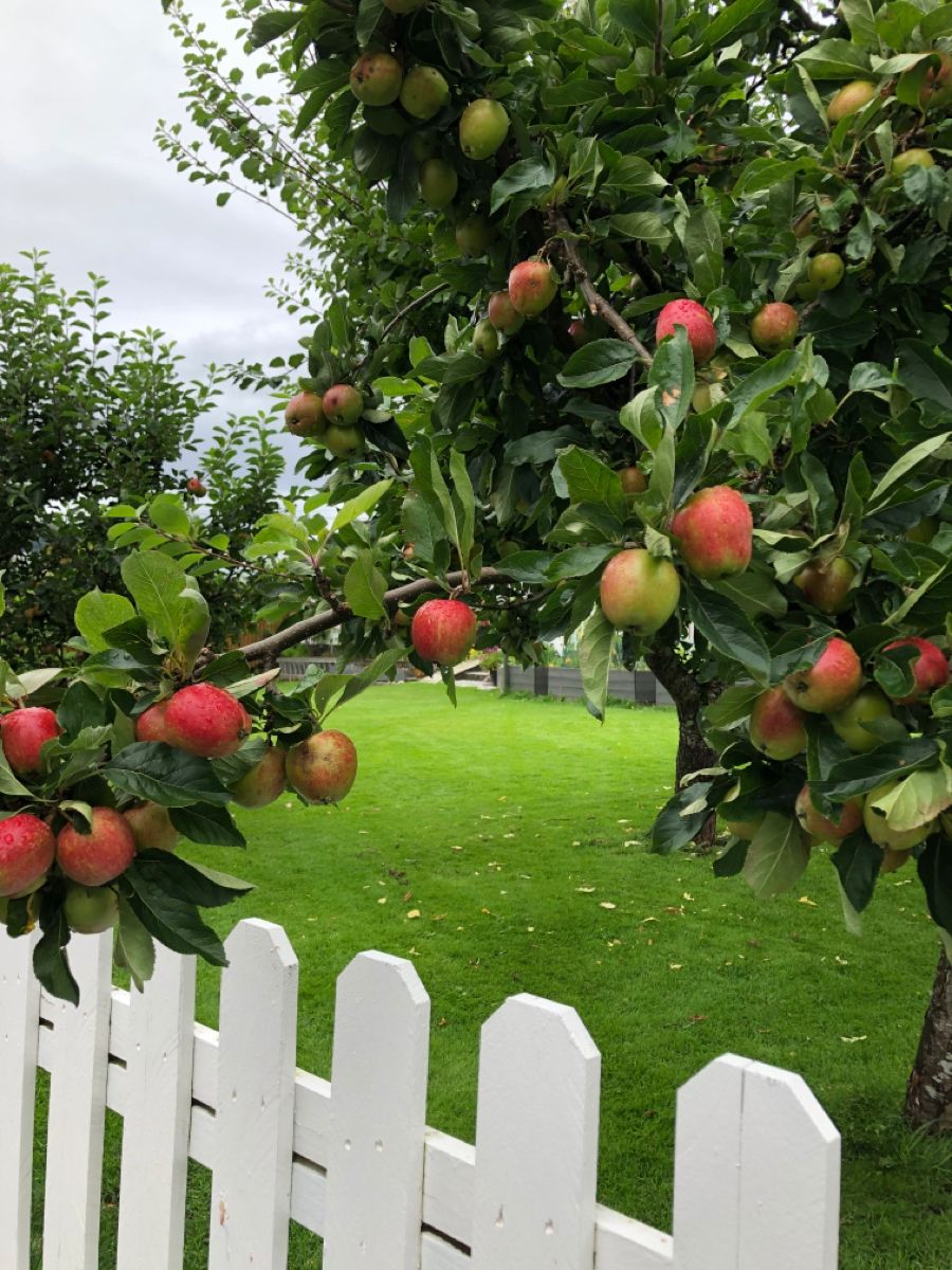 خرید باغ گیلان با چک بدون بهره