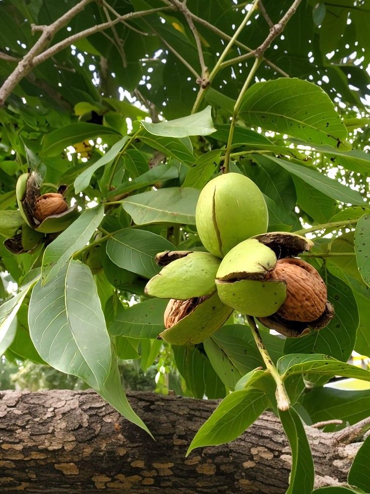 خرید باغ گردو با چک بدون بهره