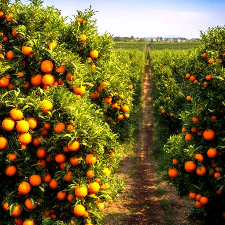 خرید باغ میوه با شرایط اقساطی