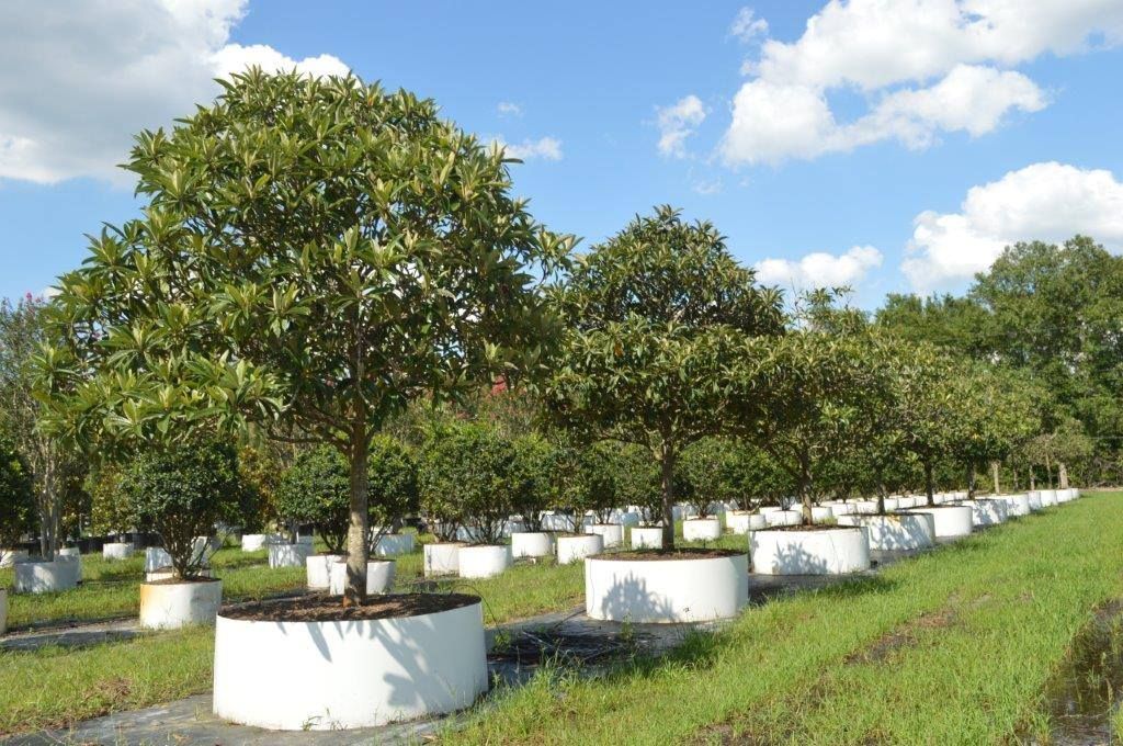 راهنمای خرید باغ در فیروزکوه: نکات ضروری