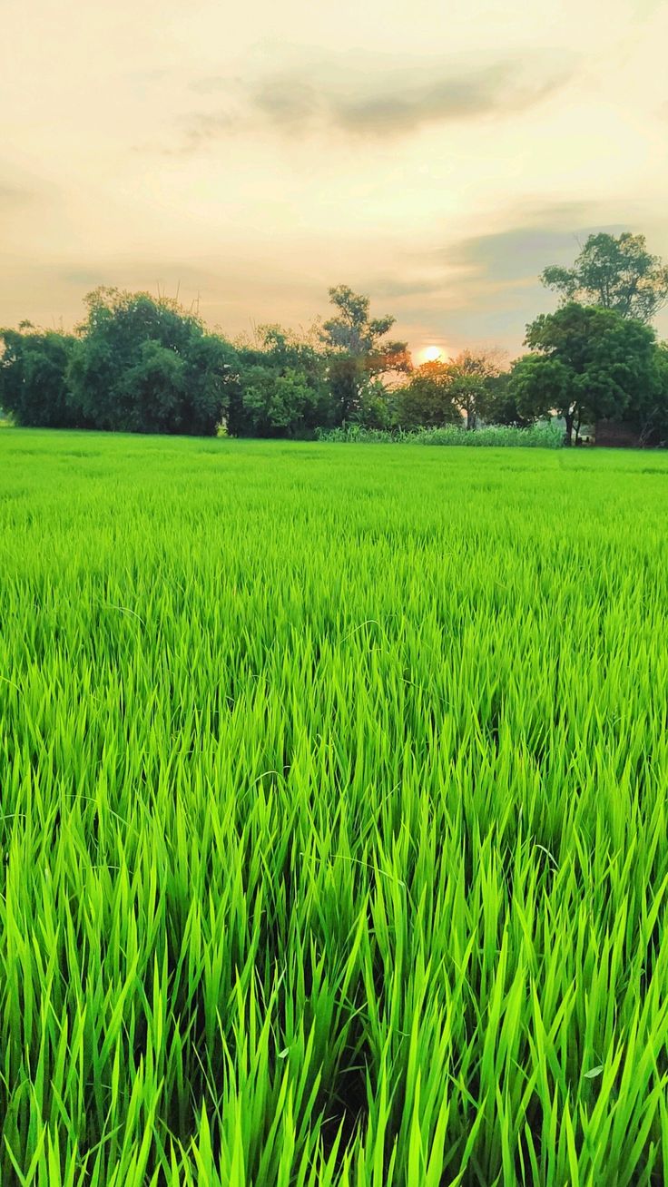 خرید زمین کشاورزی در مازندران