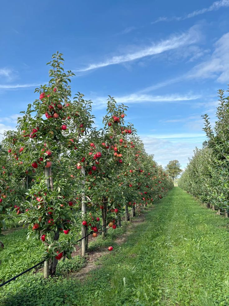 خرید باغ دماوند با چک بدون بهره