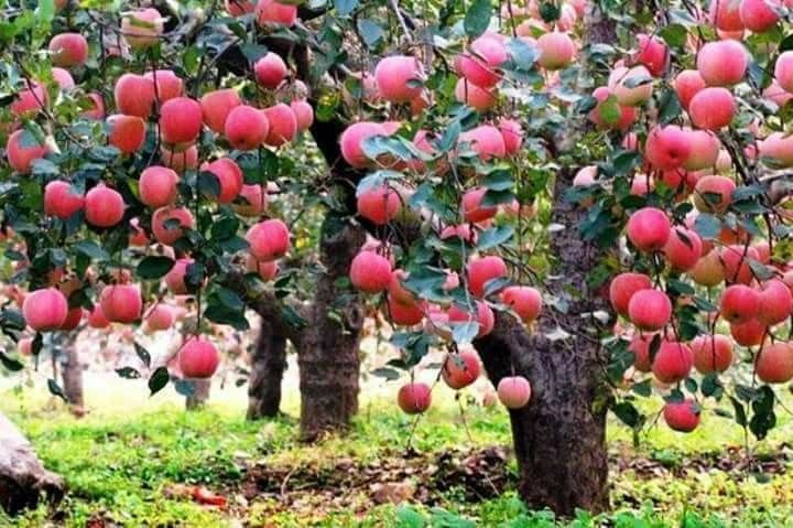 خرید باغ جنگلی با شرایط اقساطی