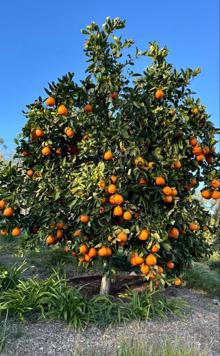 خرید باغ صفادشت با چک بدون بهره