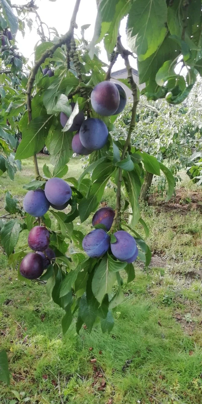 خرید باغ تنکابن با شرایط اقساطی