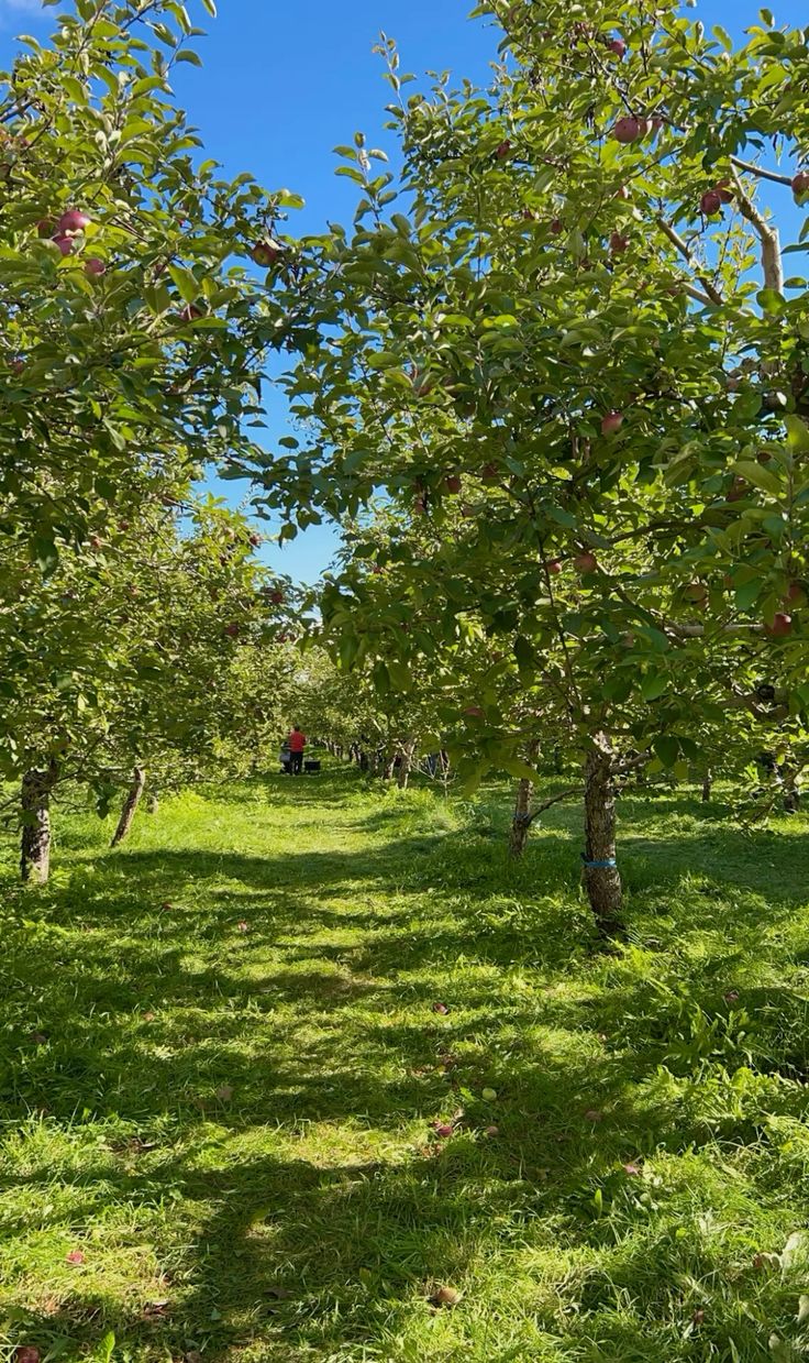 خرید باغ رودهن با شرایط اقساطی