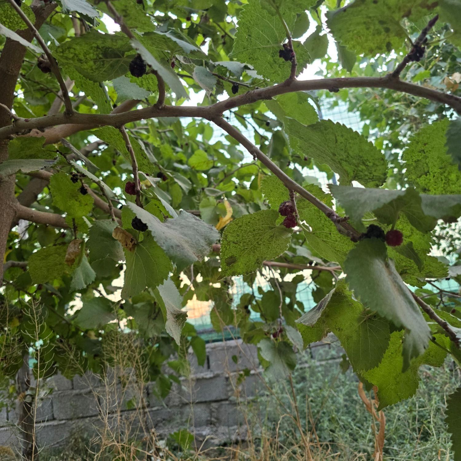 خرید باغ در کرج با چک بدون بهره