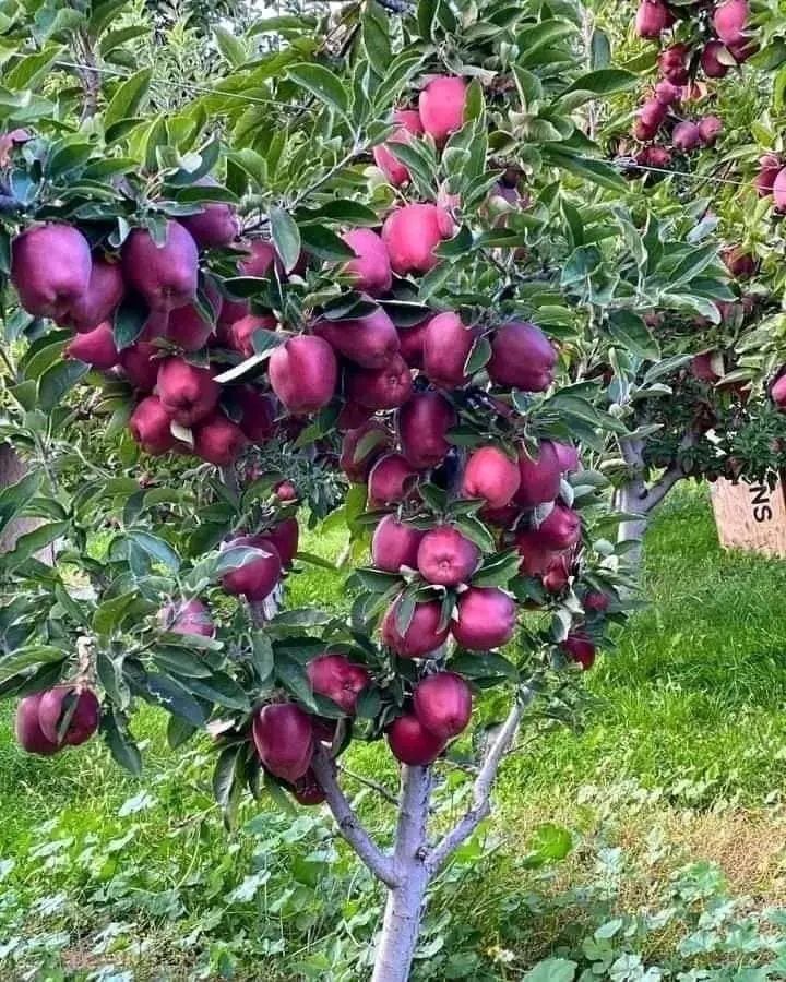 خرید باغ رامجین با شرایط اقساطی