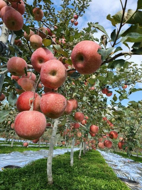 خرید باغ تهران با چک بدون بهره