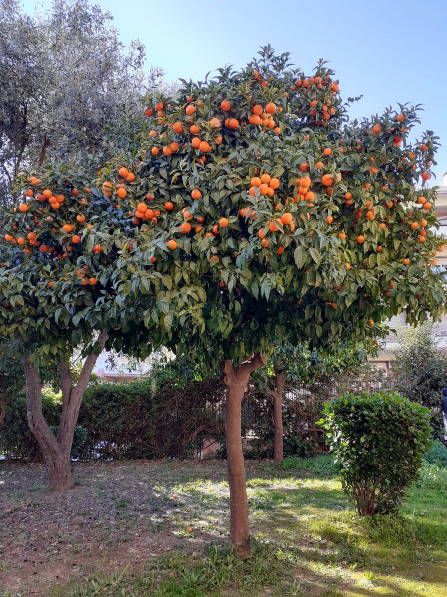 خرید باغ خوشنام با چک بدون بهره