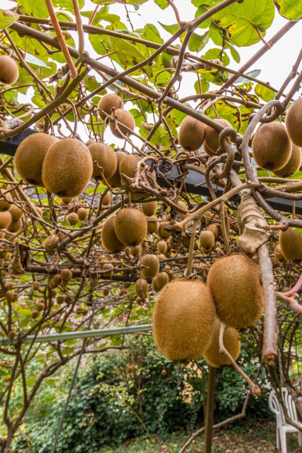 خرید باغ خوشنام با چک بدون بهره
